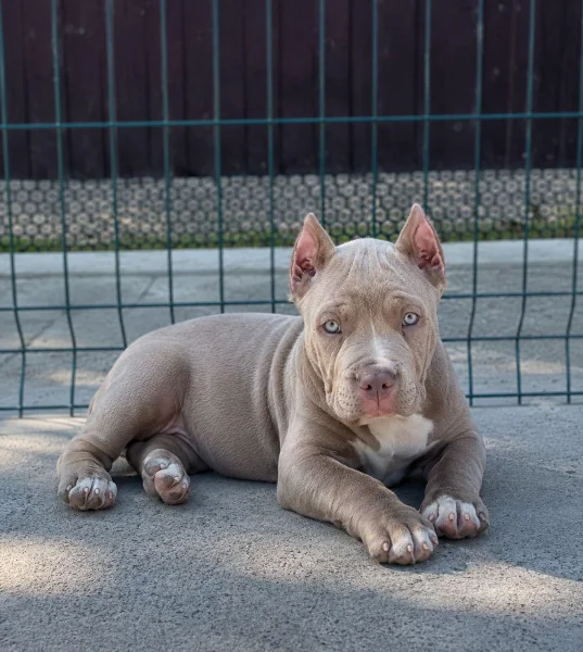Bazooka the XL American Bully puppy available at Pocket XL Bullies